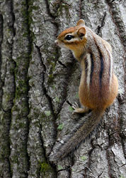 Photograph, Cliff Homewood, Chipmunk