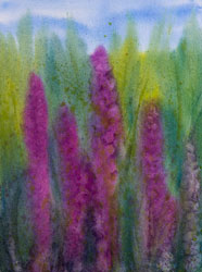 Watercolor painting Purple Loosestrife